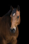 warmblood portrait