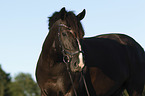 warmblood portrait