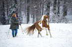 wamblood in winter