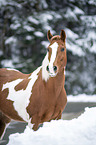 wamblood in winter