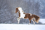 wamblood in winter