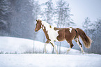 wamblood in winter