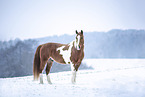 wamblood in winter