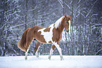 wamblood in winter