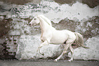 galloping warmblood