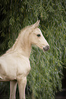 foal