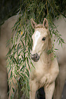 foal