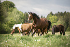 herd of horses