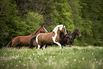 herd of horses