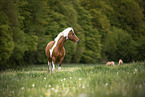 warmbood