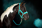 Warmblood with holi colour