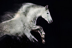 Warmblood with holi colour