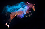 Warmblood with holi colour