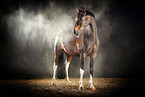 Warmblood with holi colour