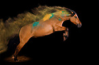 Warmblood with holi colour