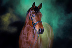 Warmblood with holi colour