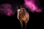 Warmblood with holi colour