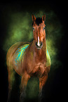 Warmblood with holi colour