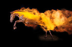 Warmblood with holi colour