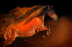 Warmblood with holi colour