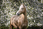 warmblood portrait