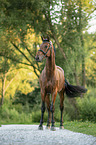 warmblood