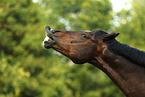 warmblood portrait