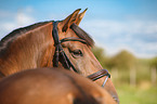 warmblood portrait