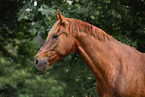 warmblood portrait