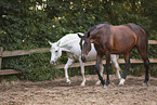 2 horses