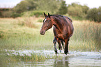 walking warmblood