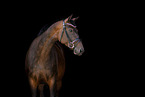warmblood portrait
