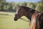warmblood portrait
