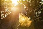 horse portrait