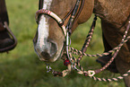 horse mouth