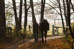 woman, dog and horse