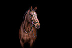 warmblood portrait