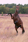 warmblood mare in heath