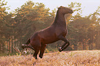 warmblood mare in heath