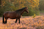 warmblood mare in heath