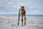 foal at the beach