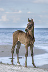 foal at the beach