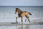 foal at the beach