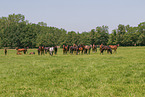 herd of horses