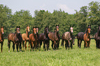 herd of horses
