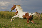 Pinto in summer