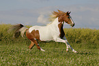 Pinto in summer