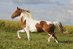 Pinto in summer