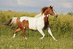 Pinto in summer