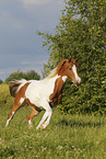 Pinto in summer